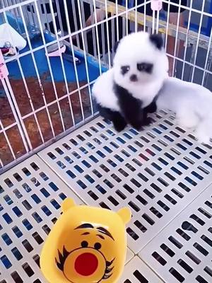 A post by @yolk46 on TikTok caption: #dog #fyp #cute #doggo