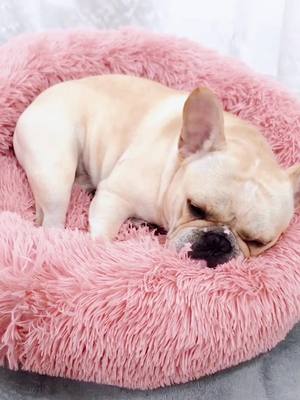 A post by @snoringcookie on TikTok caption: How long did it take to fall asleep this time?!😑😂😂💤💤💤#frenchbulldog #snoringdog #sleepquality #lovedog #dog