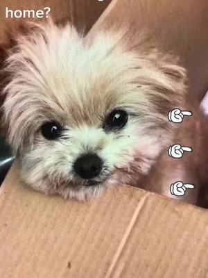 A post by @kittycute0001 on TikTok caption: #dog #puppy #pet #foryou #fyp