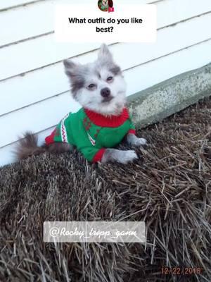 A post by @rocky_tripp_gann on TikTok caption: #asktiktok Christmas is almost here! #foryou #foryoupage #rockytrippgann #princerockygann #pomsky  #pomsoftiktok #dogsoftiktok #followmeh #follow4follow