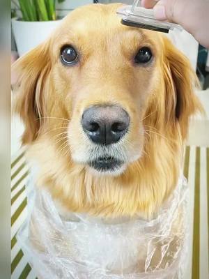 A post by @petdoglover01 on TikTok caption: #pet #dog #foryou #fyp funny dog 🐶