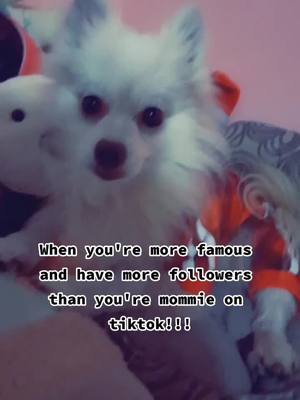 A post by @rocky_tripp_gann on TikTok caption: Truth! #foryou #foryoupage #rockytrippgann #princerockygann #pomsky  #pomsoftiktok #dogsoftiktok #followmeh #follow4follow #PawlidayPics #ShareTheMagic #DoTheJuJu #fyp #fypシ