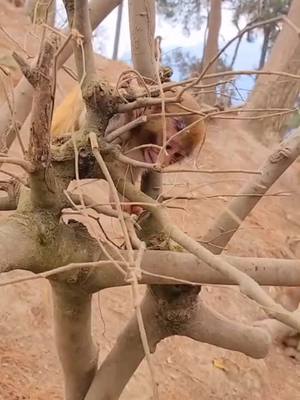 A post by @pujinyan on TikTok caption: The baby monkey seems to be stuck on the branch and can't move.😂