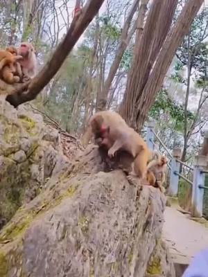 A post by @pujinyan on TikTok caption: What happened?😱#monkey #funny #foryou