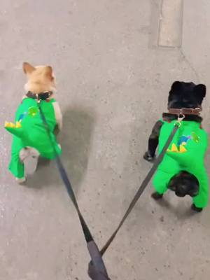 A post by @snoringcookie on TikTok caption: Look at my galloping horses!😆#frenchbulldog #OOTD#newoutfits #lovedog