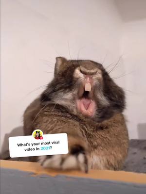 A post by @twohappybunnies on TikTok caption: Answer @im_siowei more than 8m views and almost 1m likes.still unbelievable ♥️ #thankful #mostviralvideo #animals #bunny