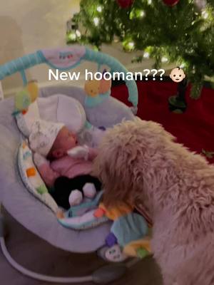 A post by @ollietheminigoldenboy on TikTok caption: Ollie has a new little sister this Christmas! 👶🏻🎄 #dogsofttiktok #fyp #foryoupage #fypシ #puppy #dog #bestfriend #foryourpage #foryou #Love #CustomersMostLoved #AEHolidayForever #merrychristmas