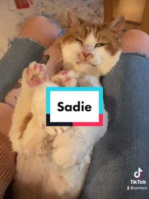 A post by @yaritara on TikTok caption: Sadie’s new haircut        #catsoftiktok #toddlersandcats #BestFriends