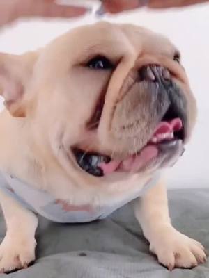 A post by @snoringcookie on TikTok caption: 😂😂😂#frenchbulldog #bug#lovedogs #snoringdog