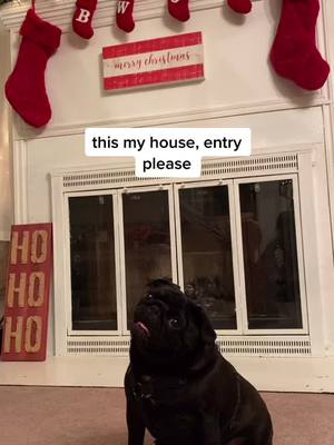 A post by @oliviaacky on TikTok caption: just an update on the #pugs