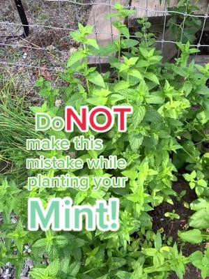 A post by @herbalist_care on TikTok caption: A helpful trick when dealing with Mint🌿 @garden_know_how  #garden #mint #veggies #herbs