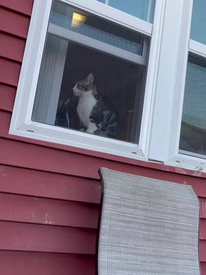 A post by @_nelsonfamily_ on TikTok caption: Plotting her escape.. #fyp #catsoftiktok #watching #lucy