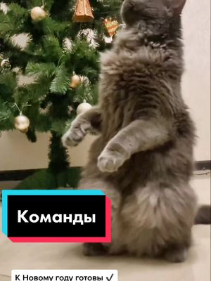 A post by @p_u_s_c_h_i_n_k_a on TikTok caption: #модныйновыйгод #команды #Пуша #п