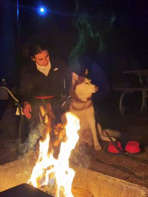 A post by @ivanflicks on TikTok caption: #MyBrawlSuper #husky #huskiesoftiktok #camping #MyBrawlSuper