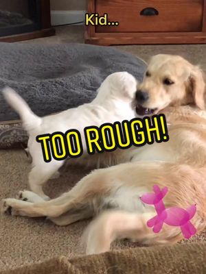 A post by @vickipatrick0208 on TikTok caption: Discipline kid…#cute #puppy #goldenretriever #fyp #SnowballFightAgainstHunger