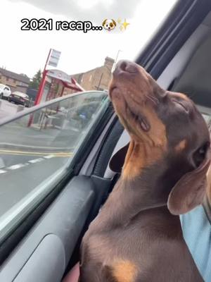 A post by @stanleydachshund1 on TikTok caption: 2021 recap🐶 #dachshund #dachshundsoftiktok #dogsoftiktok #fyp #foryou #foryoupage #CapCut