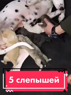 A post by @sobakaluck on TikTok caption: #волонтер #щенки #добро #рек #врекомендации #врек #рекомендации #деньпитомца