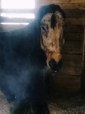 A post by @kanmars on TikTok caption: После работы #конныйспорт #pov #НЕтайноеобщество #MyBrawlSuper #horselover #сибирь #животные #природа #horse #fyp #рек #конь #horses #horsetok #лоша