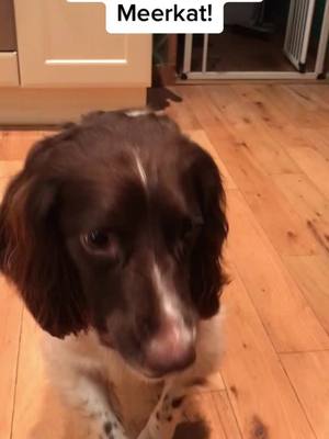 A post by @friesianxid on TikTok caption: Max’s new trick: Meerkat 🥰 #springerspaniel #clever #myboy