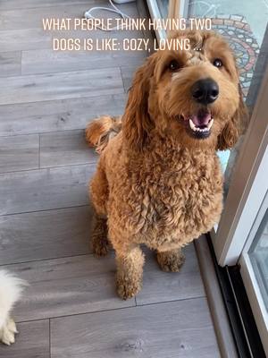 A post by @goldendoodlebenny on TikTok caption: Wait to see the reality… #instagramvsreality #dogs #twodogsarebetterthanone #dogsoftiktok #dogtok #dogowners