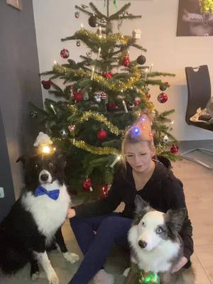 A post by @mandychico on TikTok caption: #🎄#sprachlos#meinelieblingshundemachenallesmit #LebenamLimit #Malu #Nero #bordercolliesoftiktok #trio #australianshepherd #fy #schaden #doglover