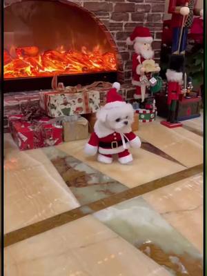 A post by @joy152021 on TikTok caption: Merry Christmas #dogs #cute #puppy #christmas #foryoupage #tiktok