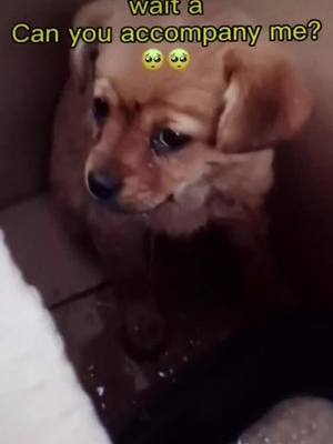 A post by @lifedogppu on TikTok