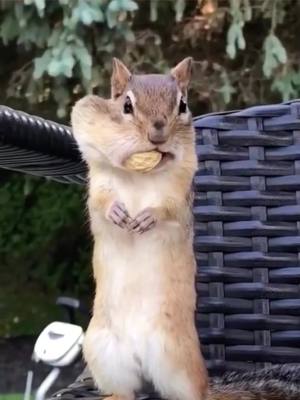 A post by @ on TikTok caption: When you stole peanuts, it was discovered 😂😂#funny #animal