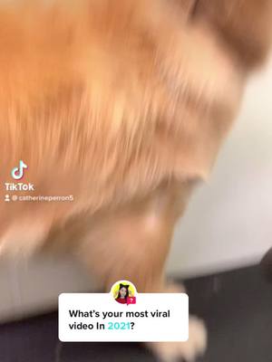 A post by @catperron98 on TikTok caption: Answer @im_siowei #viral #doggrooming #dog #fyp