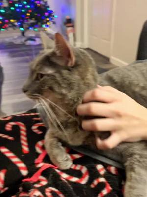 A post by @emma_b.rad.ley on TikTok caption: “Hey there. You need some Christmas Cuddles. Sincerely, Merlin” #merlin #catsoftiktok #GEICOGiveHappy #merrytiktok #fyp