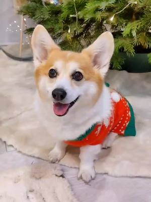 A post by @sneakersthecorgi on TikTok caption: you know you're the #MainCharacter when even the holidays are about you 🎄🏡❄️ #gingerbreadhouse #happyholidays