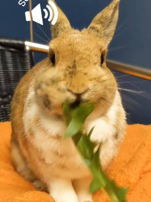 A post by @twohappybunnies on TikTok caption: Christmas nom 🌿 #bunny #animalsoftiktok #Foodie #asmr #fyp