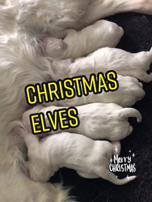 A post by @vickipatrick0208 on TikTok caption: Born on Christmas Day! 🎁 #cute #puppy #goldenretriever #fyp #dogsoftiktok