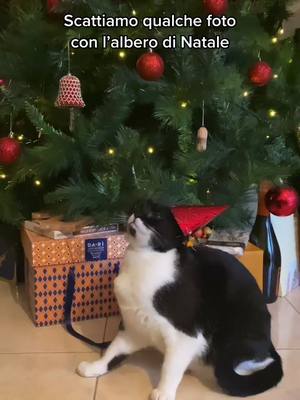 A post by @cattwins2020 on TikTok caption: Qual’è la vostra preferita? 🎁🎄 #cattwins #gattini #gattiditiktok #natale