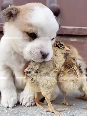 A post by @rhiojyrfhkkiteeios57 on TikTok caption: Chicks are used as pillows for dogs.#greenscreenvideo #dogg #doggie #doglover #petlover #chicken