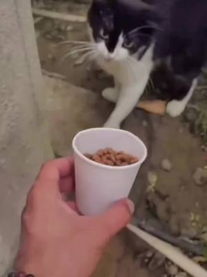 A post by @ on TikTok caption: High quality stray cat#funny #Straycat #Pet