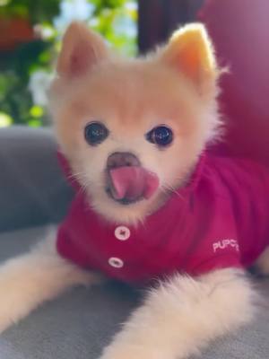 A post by @luccathepom on TikTok caption: 13 but I still got it 😉😉😉 #dogsofttiktok #dogtiktok #pomeraniansoftiktok #pomeranian #stud