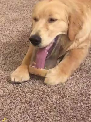 A post by @ on TikTok caption: The hardworking and thrifty big golden retriever#funny #Pet #dog