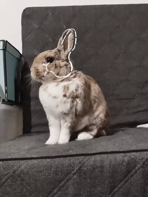 A post by @twohappybunnies on TikTok caption: The beauty herself 👑 #bunny #siluetchallenge #sideprofile #animals #profile #fyp