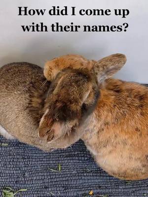 A post by @twohappybunnies on TikTok caption: what's your pets name? 🐰🐹🐶🐱🐢🦜 #bunny #names #adopt #question #fyp #animals