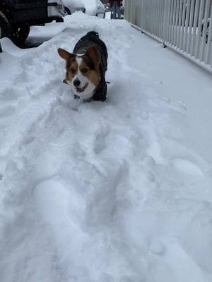 A post by @itsremythecorgi on TikTok caption: Let it snow! ☃️❄️#snow #corgi #pnwonderland #dogsofttiktok #fyp #foryou