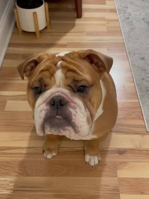 A post by @porkybeans_thebulldog on TikTok caption: more layers more problems #fyp #bulldog #englishbulldog #dogs #dogsofttiktok