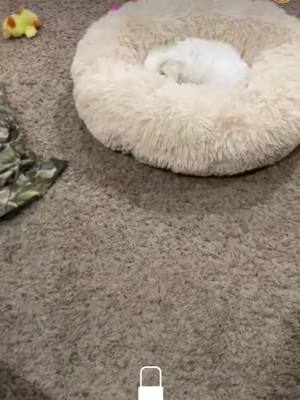 A post by @ on TikTok caption: What kind of bedtime ritual is this#Pet #funny #Cute #cat