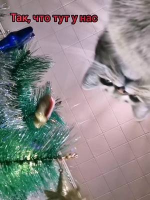 A post by @musenka1 on TikTok caption: Малышка поздравляет всех с Новым Годом🎄😸 и желает всего самого наилучшего!🎁 #новыйгод2022#новогоднийпитомец#домашниеживотные#питомец