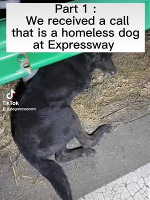 A post by @dogrescuecent on TikTok caption: #homelessdog #pet