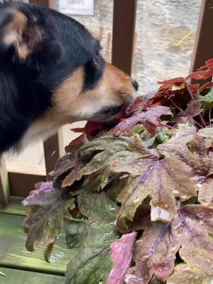 A post by @animals_and_animals1 on TikTok caption: #theflavoursaremeltingonmytongue #dog #eating