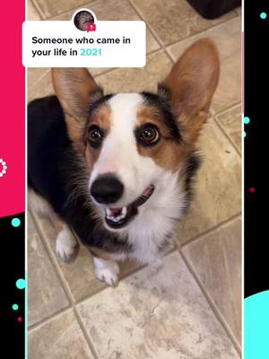 A post by @itsbaileythecorgi on TikTok caption: #answer to @sumerkc  #AskOnTikTok #EveryKiss #answer #puppiesoftiktok #FritoLayRickRoll #bye2021 #corgisoftiktok