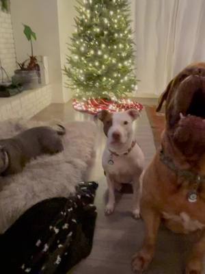 A post by @misfit_dogpack on TikTok caption: Happy New 2022 Year from the Misfit Dog Pack #nye