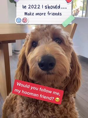 A post by @goldendoodlebenny on TikTok caption: Tiktok said Benny needs more friends, will you help him 🥺 #newyear #newyear2022 #2022 #in2022ishould #Dogsontiktok #goldendoodle