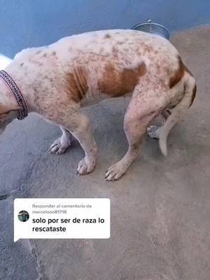 A post by @amairanisgr on TikTok caption: Responder a @marcelooo81718  y merecen ser tratados con respeto ?  #perritostiktokers #lomitos #perro #perritos #adopcion